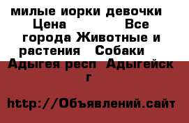 милые иорки девочки › Цена ­ 15 000 - Все города Животные и растения » Собаки   . Адыгея респ.,Адыгейск г.